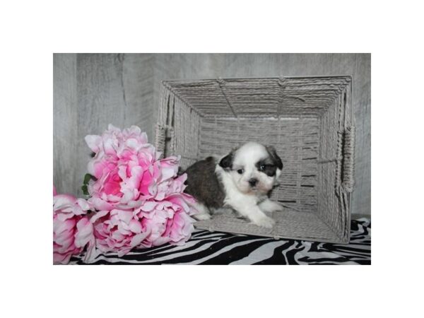 Shih Tzu – 9357