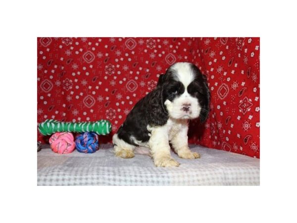 Cocker Spaniel – 9355