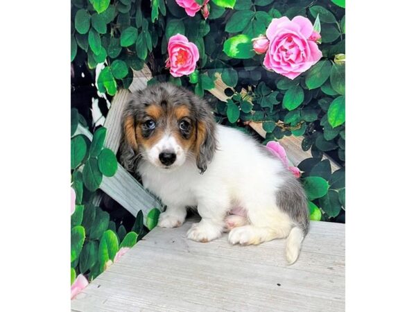 Dachshund – 9360