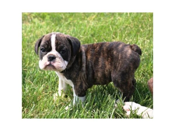 Bulldog – 9365
