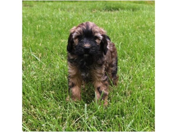 Whoodle Mini – 9366