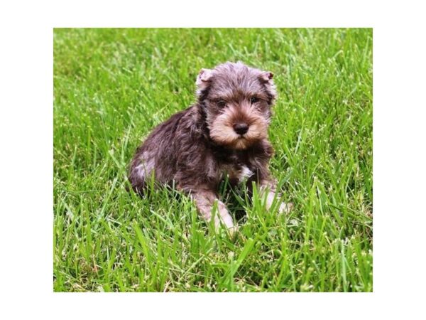 Miniature Schnauzer – 9362