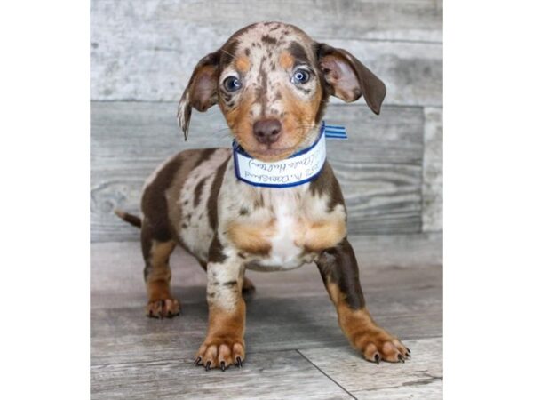 Dachshund – 9361