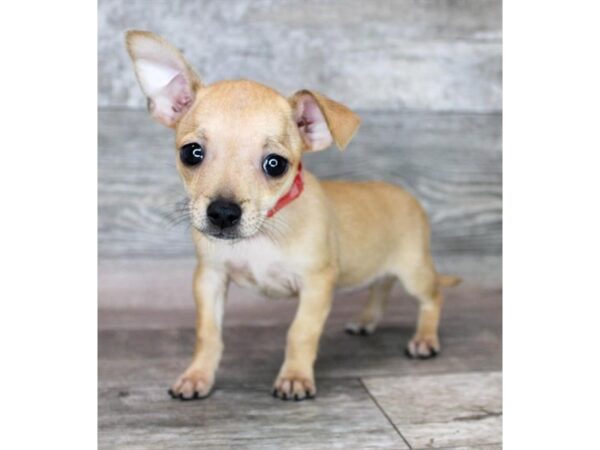 Chihuahua – 9358
