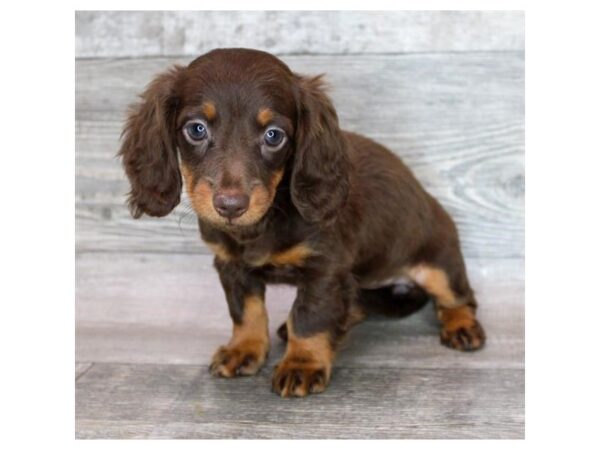 Dachshund – 9359
