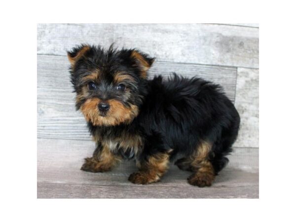 Yorkshire Terrier – 9364
