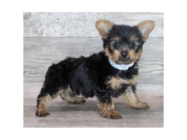 Yorkshire Terrier – 9363