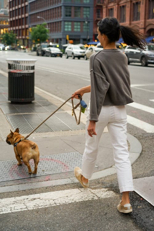 Best City Dogs