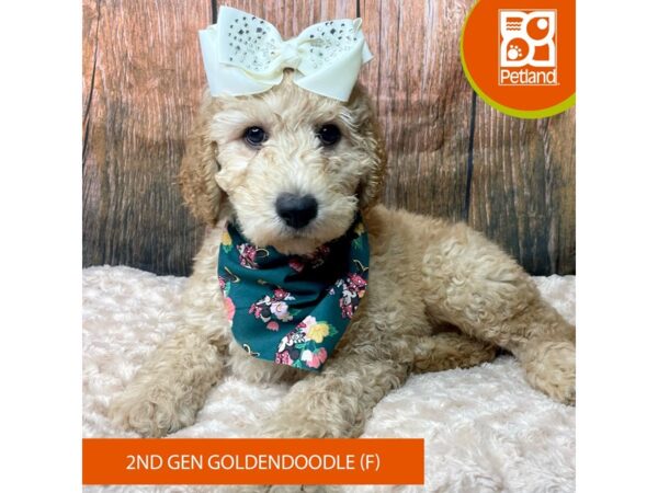 Goldendoodle 2nd Gen-Dog-Female-Apricot-9306-Petland Athens, OH