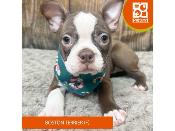 Boston Terrier Dog Female Seal / White 9314 Petland Athens, OH