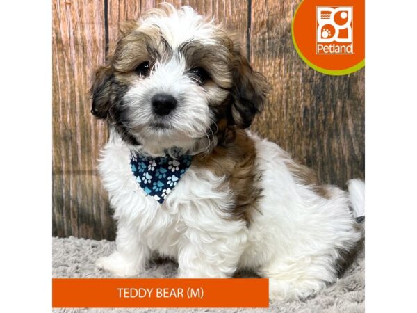 Teddy Bear Dog Male Tri-Colored 9316 Petland Athens, OH