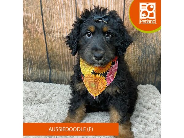 Aussiedoodle-Dog-Female-Black-9326-Petland Athens, OH