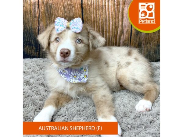 Australian Shepherd Dog Female Red Merle 9332 Petland Athens, OH