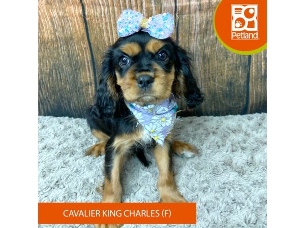 Cavalier King Charles Spaniel-Dog-Female-Tri-Colored-9329-Petland Athens, OH