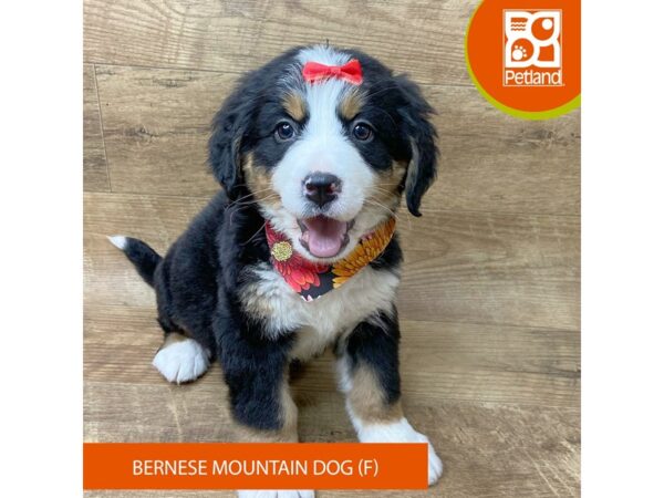 Bernese Mountain Dog Dog Female Black Tan / White 9337 Petland Athens, OH