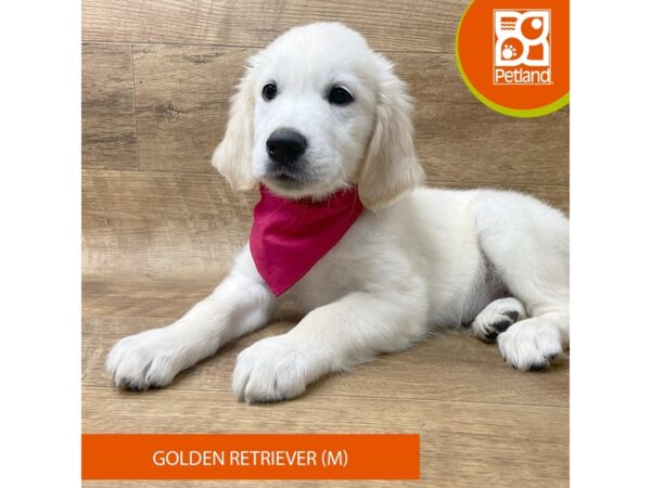 Golden Retriever Dog Male Cream 9336 Petland Athens, OH