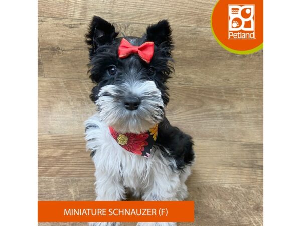 Miniature Schnauzer Dog Female Black / White 9335 Petland Athens, OH