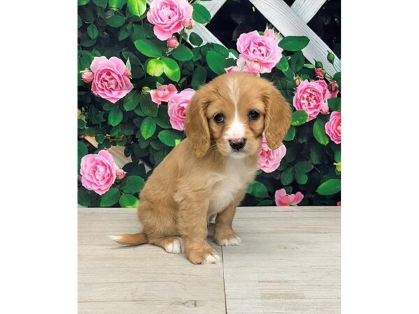 Cavapoo-Dog-Female-Ruby-9347-Petland Athens, OH