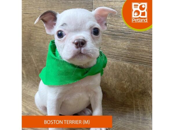 Boston Terrier-Dog-Male-White / Chocolate-9341-Petland Athens, OH