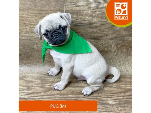 Pug-Dog-Male-Fawn-9352-Petland Athens, OH