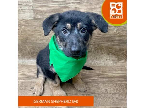 German Shepherd Dog Dog Male Black / Tan 9351 Petland Athens, OH