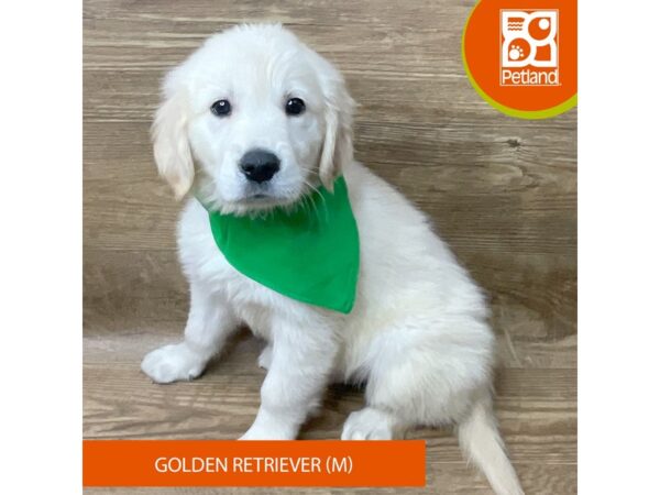 Golden Retriever Dog Male Light Golden 9345 Petland Athens, OH