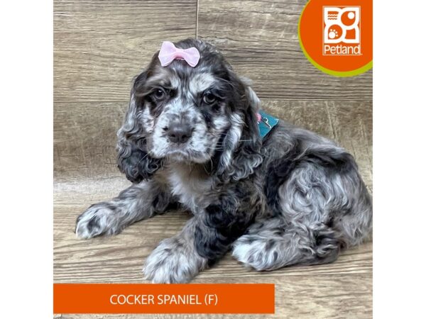 Cocker Spaniel-Dog-Female-Chocolate Roan-9342-Petland Athens, OH