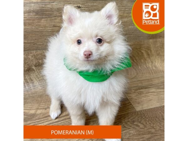 Pomeranian – 9343