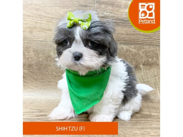 Shih Tzu – 9356