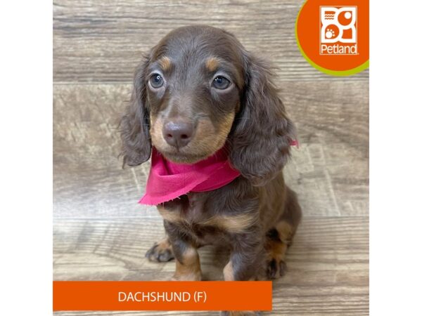 Dachshund Dog Female Chocolate / Tan 9359 Petland Athens, OH