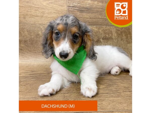 Dachshund-Dog-Male-Black / Tan-9360-Petland Athens, OH