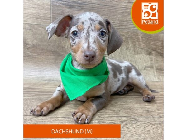 Dachshund-Dog-Male-Chocolate / Tan-9361-Petland Athens, OH