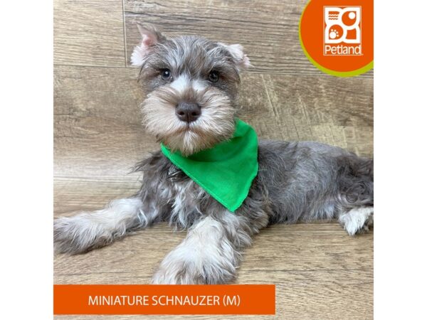 Miniature Schnauzer Dog Male Liver Pepper 9362 Petland Athens, OH