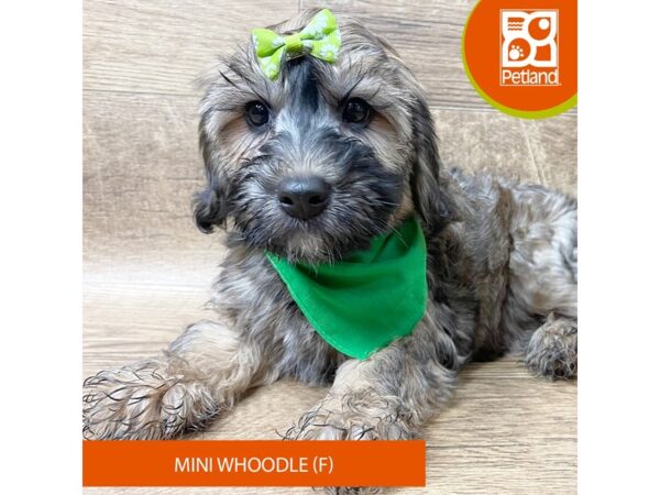 Whoodle Mini – 9366