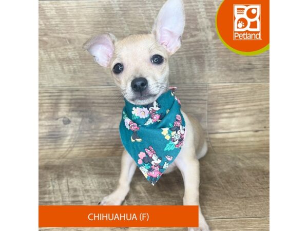 Chihuahua-Dog-Female-Fawn-9358-Petland Athens, OH