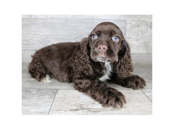 Cocker Spaniel Dog Female Brown 9372 Petland Athens, OH