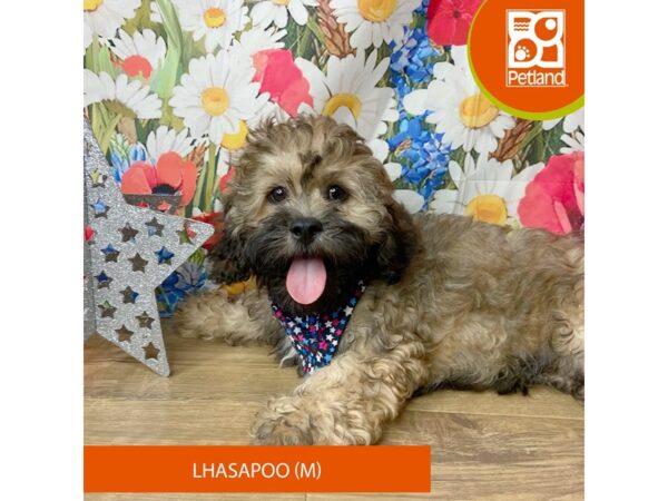 Lhasapoo-Dog-Male-Red Sable-9378-Petland Athens, OH