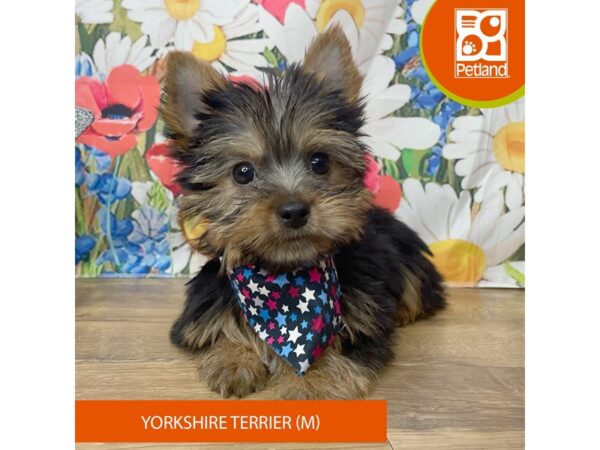 Yorkshire Terrier – 9376
