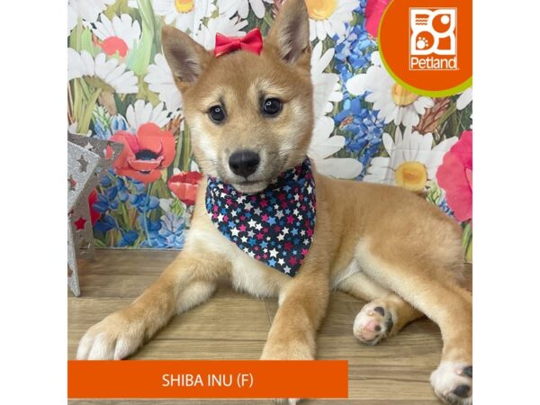 Shiba Inu-Dog-Female-Red Sesame-9375-Petland Athens, OH