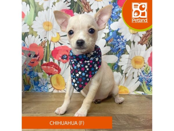 Chihuahua-Dog-Female-Fawn-9371-Petland Athens, OH