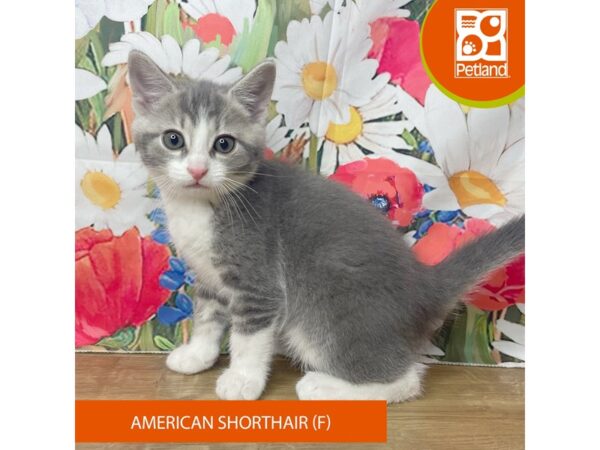 American Shorthair Cat Female Grey and white 9369 Petland Athens, OH