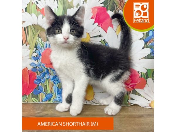 American Shorthair-Cat-Male-Black and white-9367-Petland Athens, OH