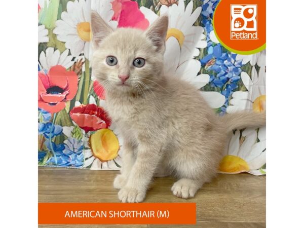 American Shorthair-Cat-Male-Beige-9368-Petland Athens, OH