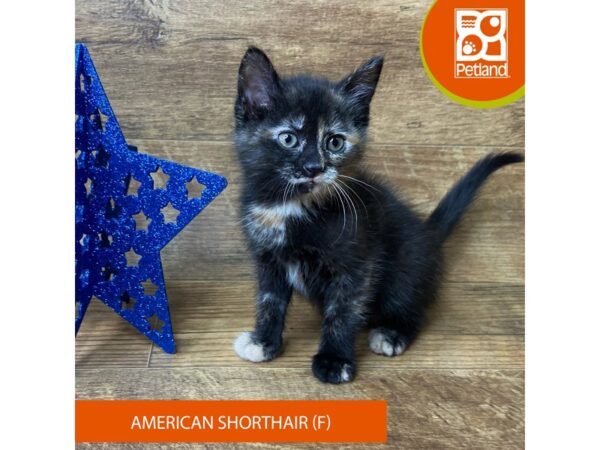 American Shorthair Cat Female Turtle Shell 9386 Petland Athens, OH