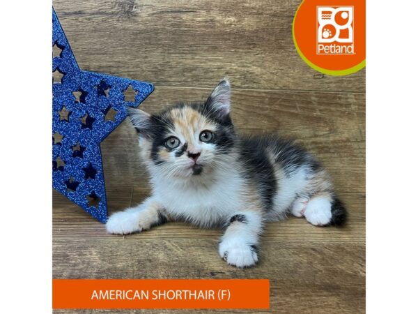 American Shorthair-Cat-Female-Calico-9385-Petland Athens, OH