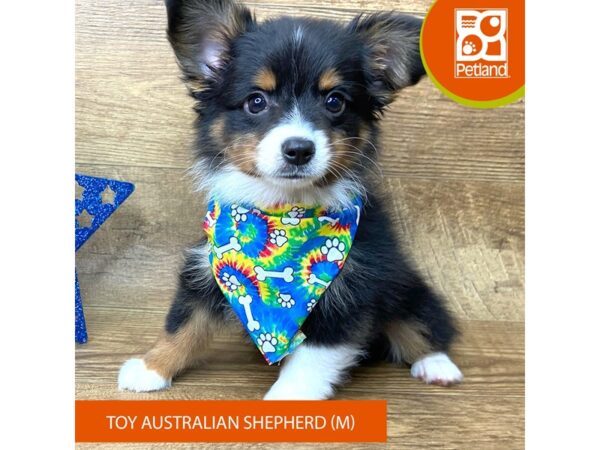 Toy Australian Shepherd Dog Male Black 9383 Petland Athens, OH