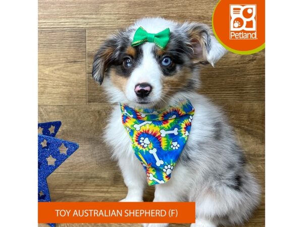 Toy Australian Shepherd-Dog-Female-Blue Merle-9382-Petland Athens, OH