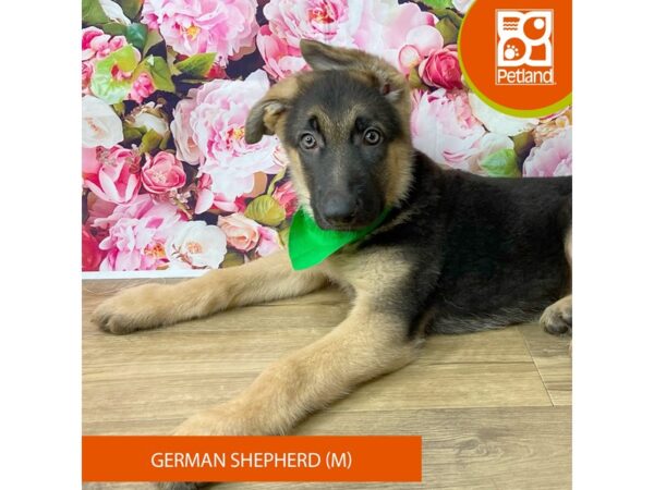 German Shepherd Dog Dog Male Black / Tan 9391 Petland Athens, OH