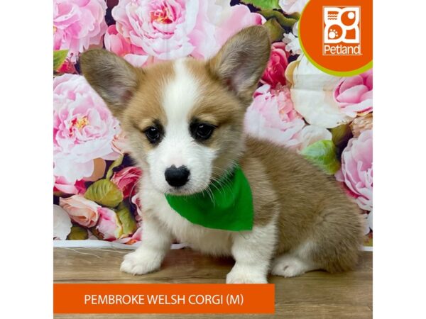 Pembroke Welsh Corgi-Dog-Male-Red / White-9389-Petland Athens, OH