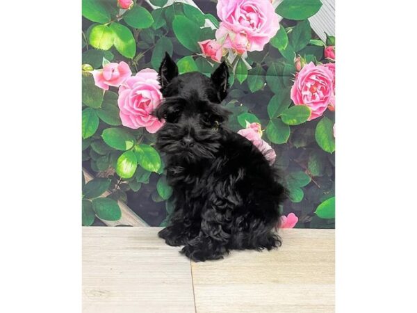 Miniature Schnauzer Dog Male Black 9392 Petland Athens, OH